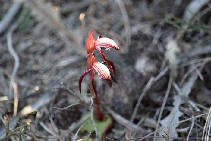 Pyrorchis  - Red beaked orchid-DSC_6949.JPG